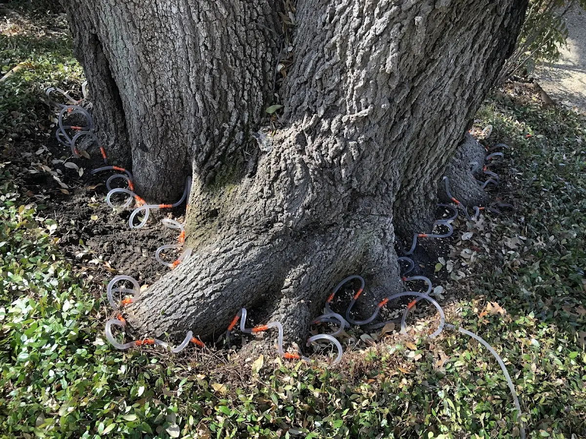 Detailed Tree Cabling and Bracing job site in Pemberton
