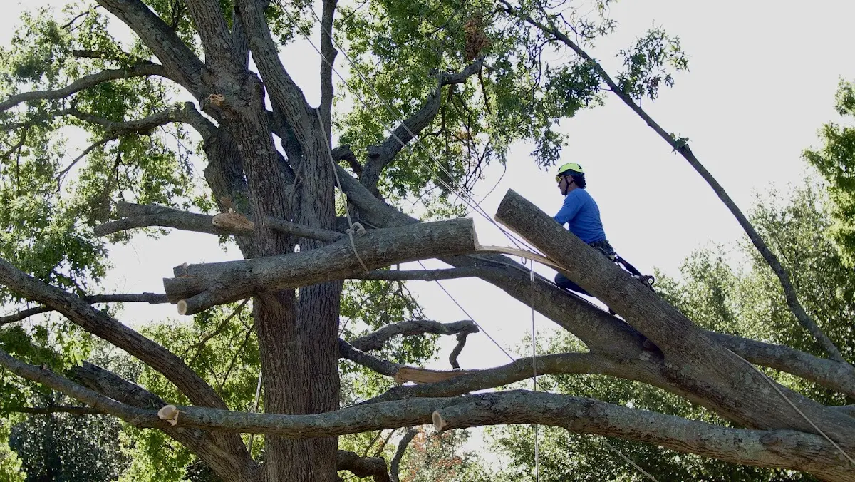 Professional Crown Thinning performed by certified arborists in Pemberton