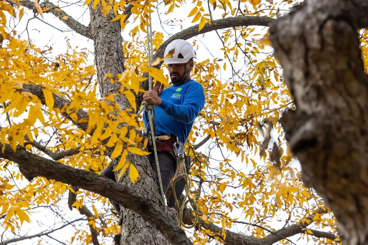 Skilled Tree Trimming crew working in Pemberton