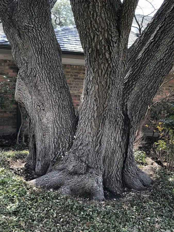 Mature heritage tree close to a Pemberton property cared for by certified arborists
